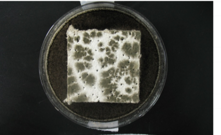 Mineral fibre tile hygiene comparison